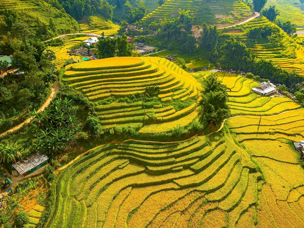 The peak time for visiting Muong Hoa Valley when rice fields turn brilliant golden yellow